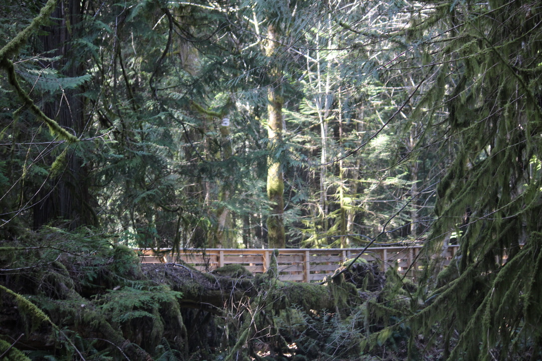 Cathedral Grove – Riesen-Douglasien