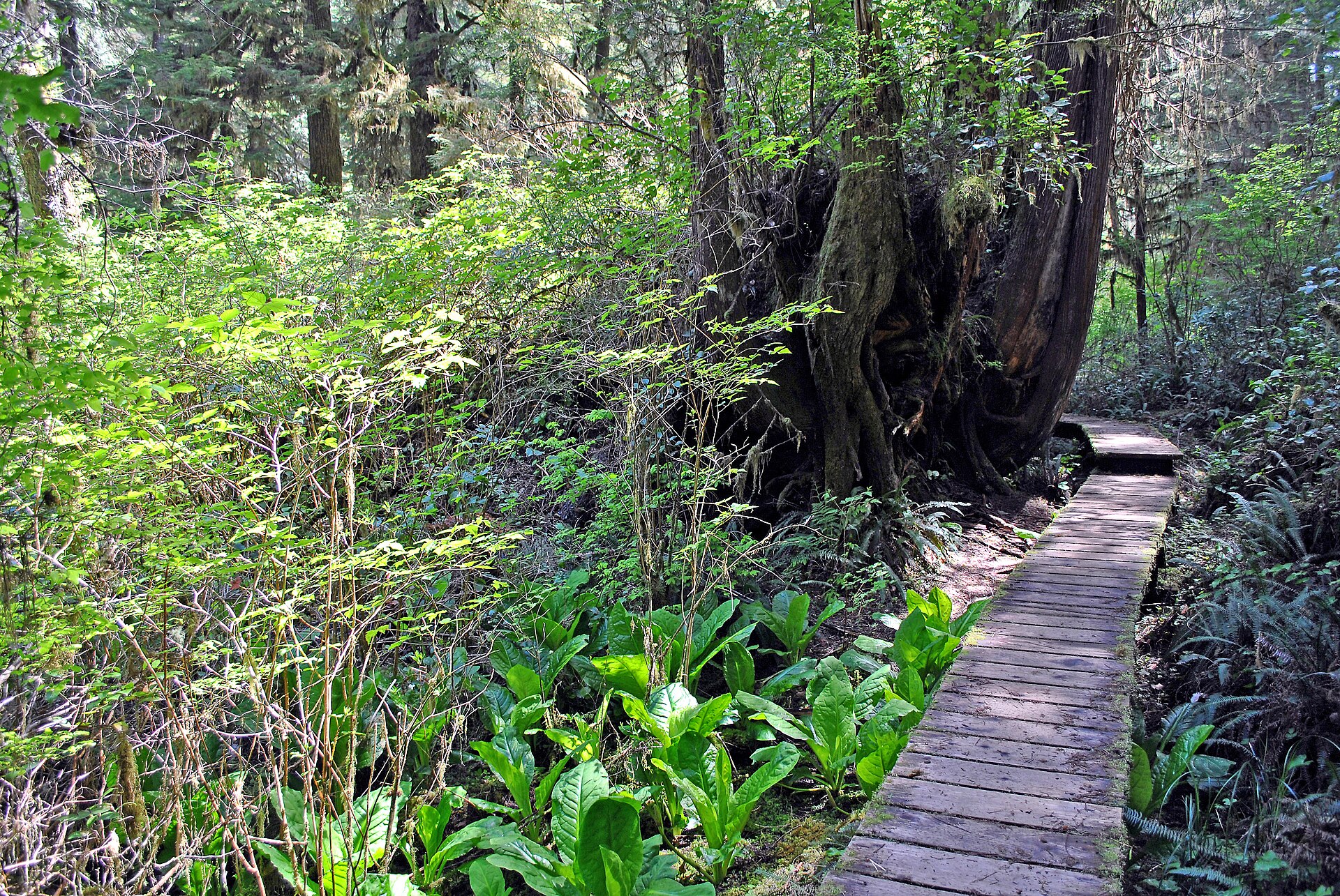 Rainforest Trail Boardwalk im Pacific Rim NPR